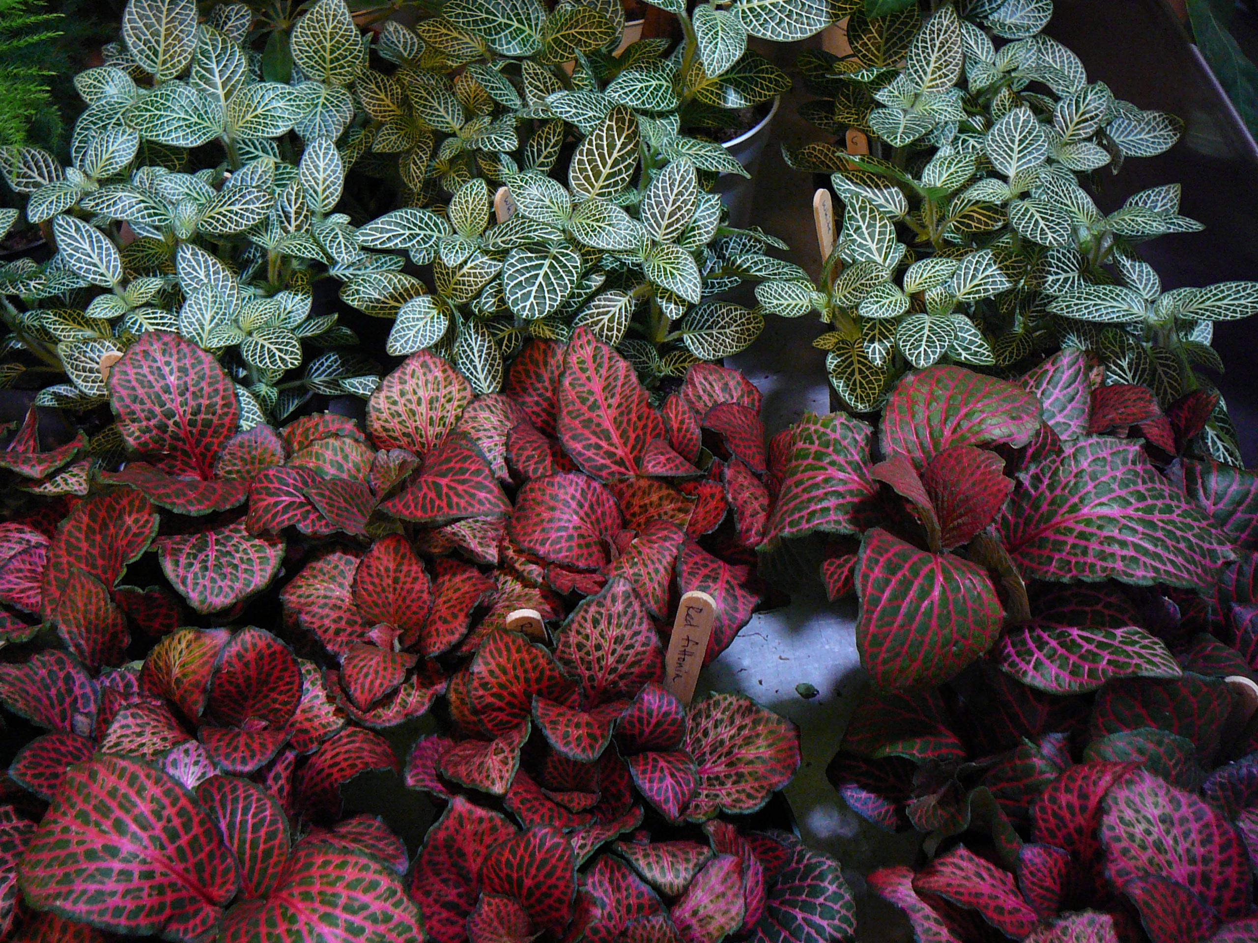  Fittonia Nerve Plant The Palm Room